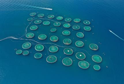 Offshore fish farming